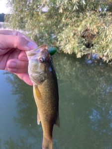 Largemouth Bass