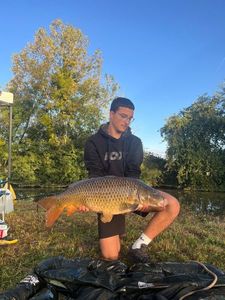 Common Carp