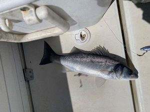 European Bass (Seabass)