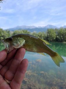 Largemouth Bass