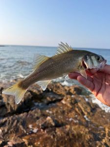 European Bass (Seabass)