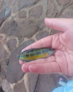 Ornate Wrasse
