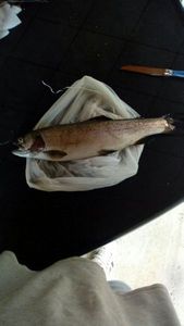 Rainbow Trout