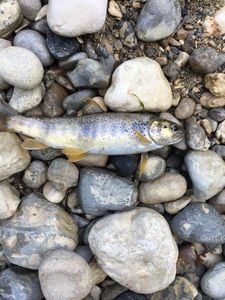 Brown Trout