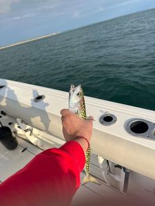 Mackerel