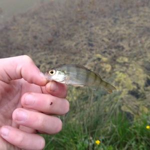European Perch