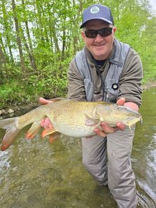Barbel