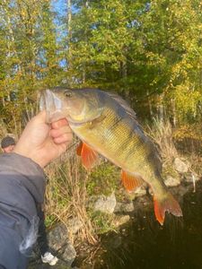 European Perch