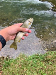 Brown Trout