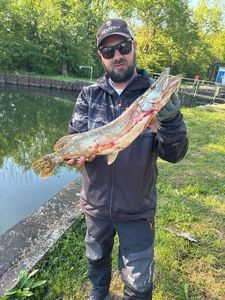 Northern Pike