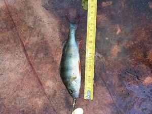 European Perch