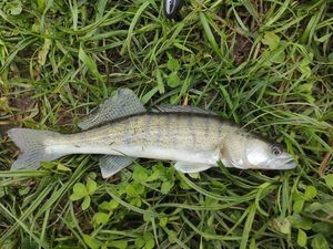 Zander