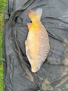 Mirror Carp
