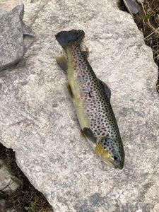 Brown Trout