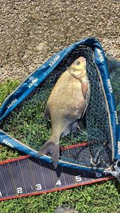 Common Bream