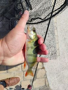 European Perch