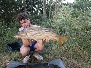 Common Carp