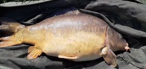Mirror Carp