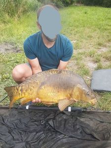 Mirror Carp
