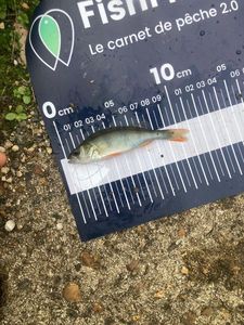 European Perch