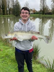 Zander