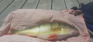 European Perch