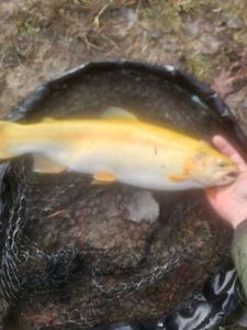 Golden Trout