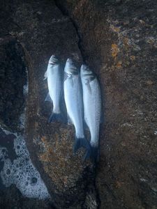 European Bass (Seabass)