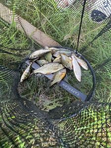 Green Sunfish