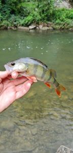 European Perch