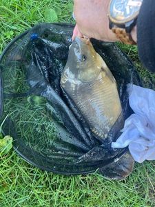 Mirror Carp