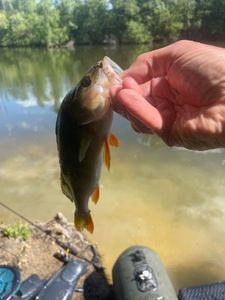 European Perch