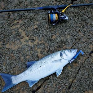 European Bass (Seabass)
