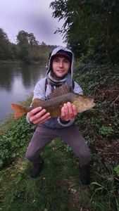 European Perch