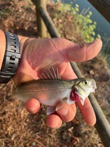 European Bass (Seabass)