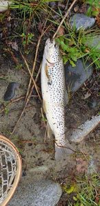 Brown Trout