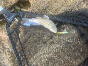 European Bass (Seabass)