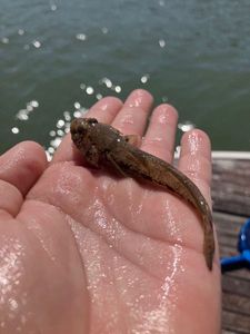 Giant Goby