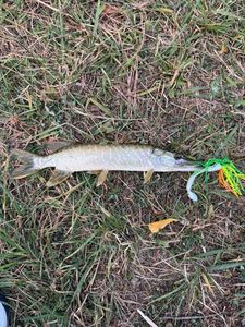 Northern Pike