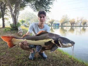 Redtail Catfish (Pirarara)