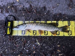 Northern Pike