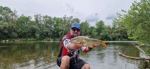 Barbel