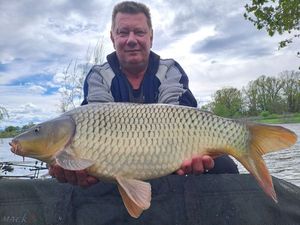 Common Carp