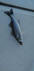 European Bass (Seabass)