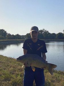 Common Carp