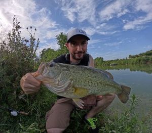 Largemouth Bass