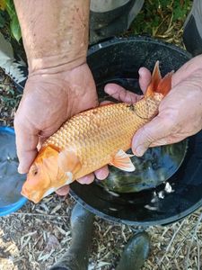 Koï Fish