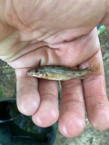 Gudgeon