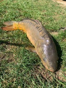 Leather Carp