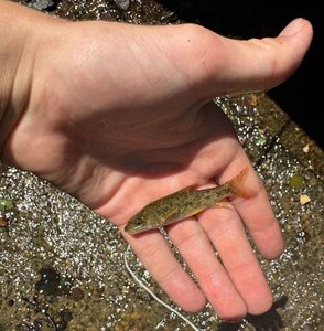 Barbel